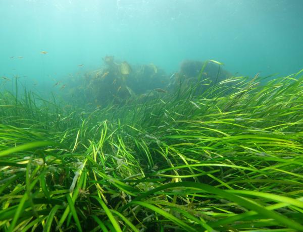 Solutions | Marine Climate Change Impacts Partnership